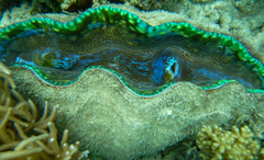Tridacna derasa
