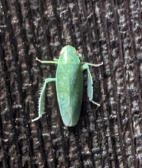 Gyponana