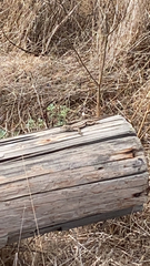 Sceloporus occidentalis bocourtii
