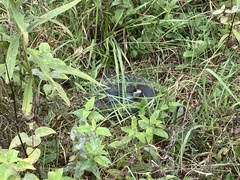 Coluber constrictor foxii