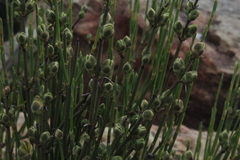 Ephedra chilensis