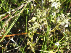 Mitreola