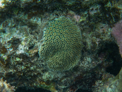 Galaxea fascicularis