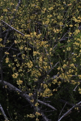 Ephedra chilensis