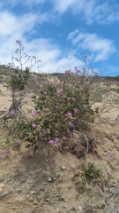 Cristaria glaucophylla