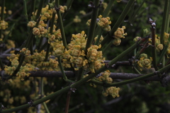 Ephedra chilensis