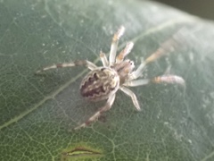 Neoscona theisi