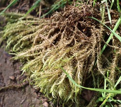 Dicranoloma menziesii