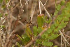 Synanthedon