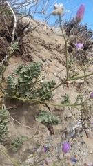 Cristaria glaucophylla