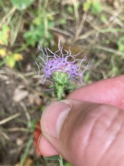 Liatris