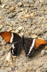 Siproeta epaphus