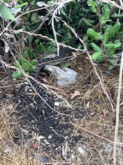 Crotalus oreganus helleri