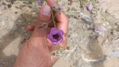 Cristaria glaucophylla