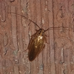 Blattella