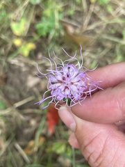 Liatris