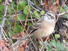 Emberiza cioides
