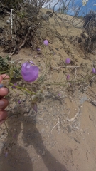 Cristaria glaucophylla