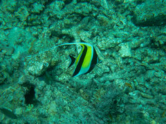 Zanclus cornutus