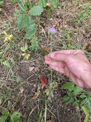 Liatris