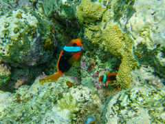 Amphiprion melanopus