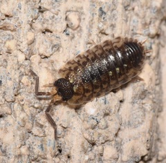 Porcellio
