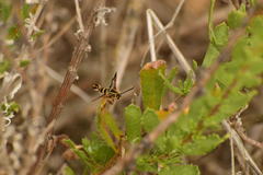 Synanthedon