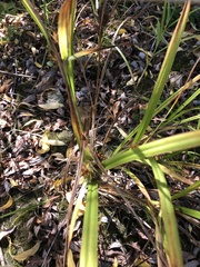 Carex lupulina