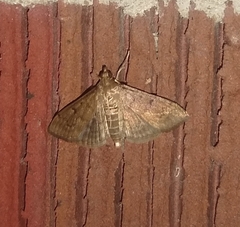 Herpetogramma phaeopteralis