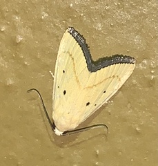 Marimatha nigrofimbria