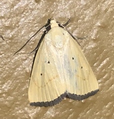 Marimatha nigrofimbria