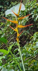 Heliconia latispatha