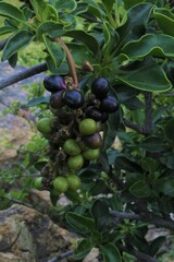 Anisomeria littoralis