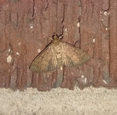 Herpetogramma phaeopteralis