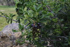 Anisomeria littoralis