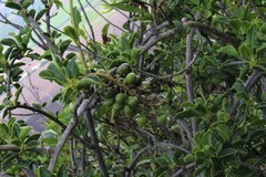 Anisomeria littoralis