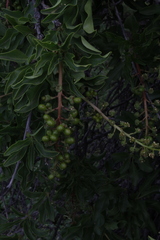 Anisomeria littoralis