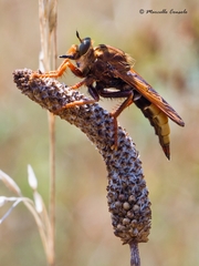 Asilus crabroniformis