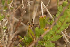 Synanthedon