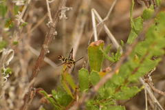 Synanthedon