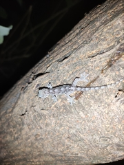 Gekko japonicus