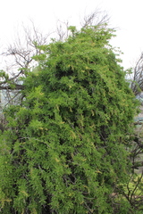 Anisomeria littoralis