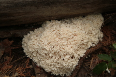 Hericium