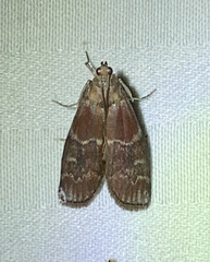 Euzophera ostricolorella