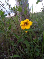 Sclerocarpus uniserialis