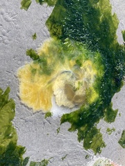 Phacellophora camtschatica