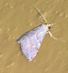 Eulepidotinae