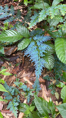 Selaginella willdenowii