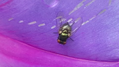 Chrysomya megacephala