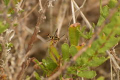 Synanthedon